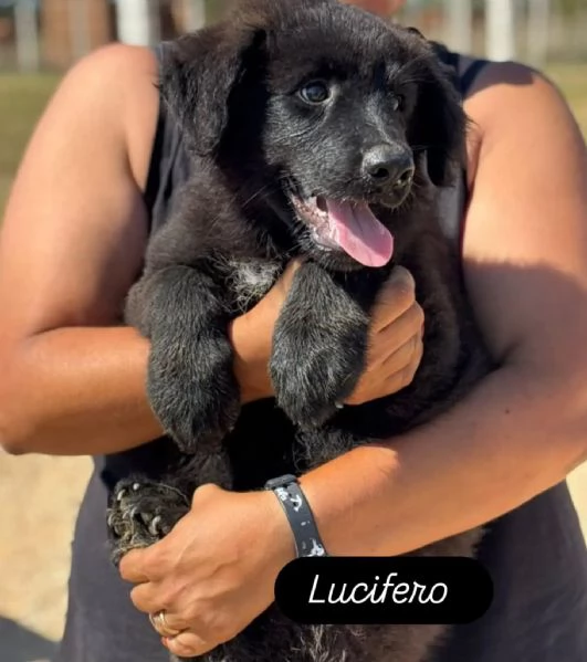 Lucifero cucciolo maschio mix pastore caucaso maremmano cerca casa  in adozione | Foto 1