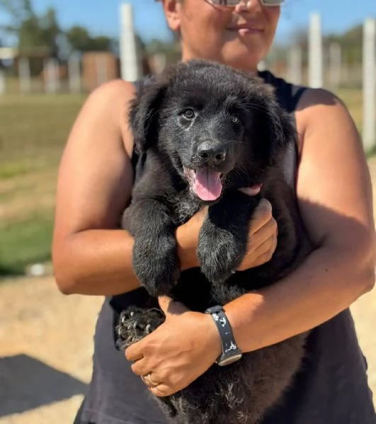 Lucifero cucciolo maschio mix pastore caucaso maremmano cerca casa  in adozione | Foto 0