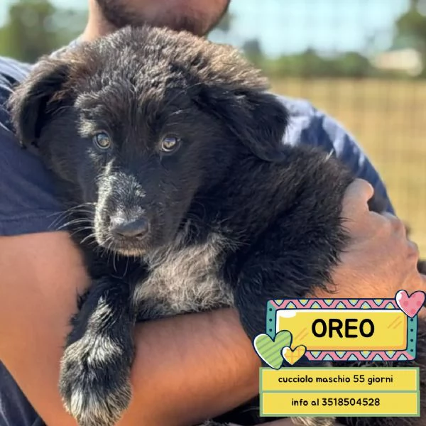 Oreo cucciolo cerca casa  mix pastore del caucaso maremmano  in adozione a Latina