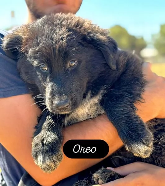 Oreo cucciolo cerca casa  mix pastore del caucaso maremmano  in adozione a Latina | Foto 1