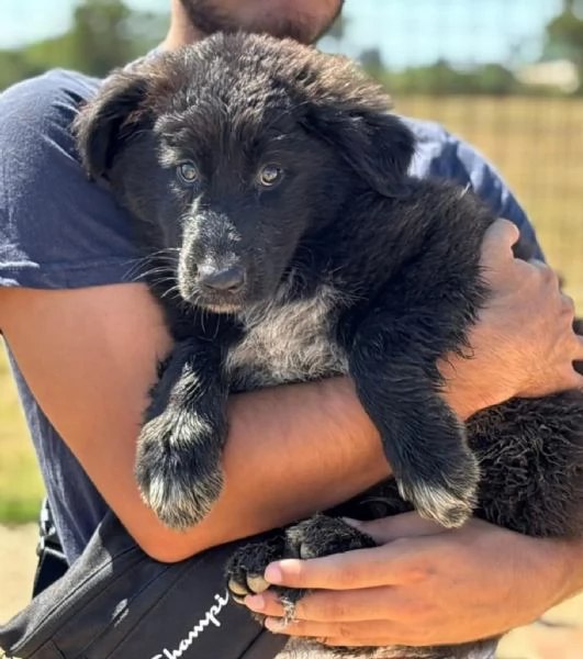 Oreo cucciolo cerca casa  mix pastore del caucaso maremmano  in adozione a Latina | Foto 0