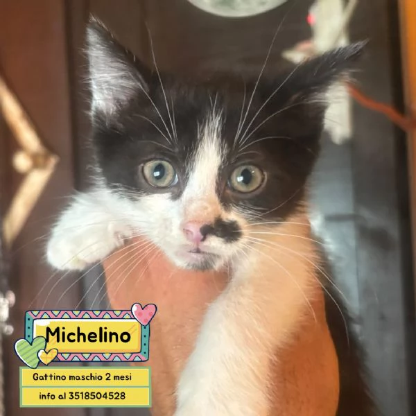 Michelino gattino 2 mesi bianco e nero cerca casa  in adozione | Foto 1