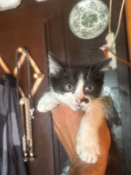 Michelino gattino 2 mesi bianco e nero cerca casa  in adozione | Foto 0