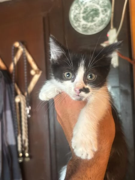 Michelino gattino 2 mesi bianco e nero cerca casa  in adozione