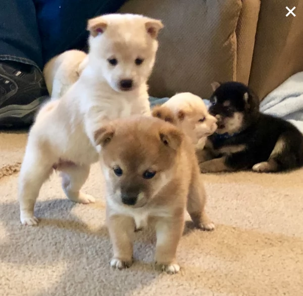  disponibili bellissimi cuccioli shiba inu di pura razza
