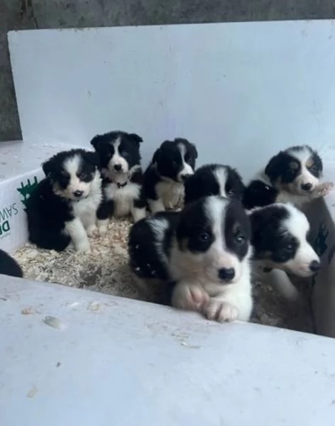 Bellissimo Border Collie di razza pura ALLEVATI CON AMORE per adozione | Foto 1