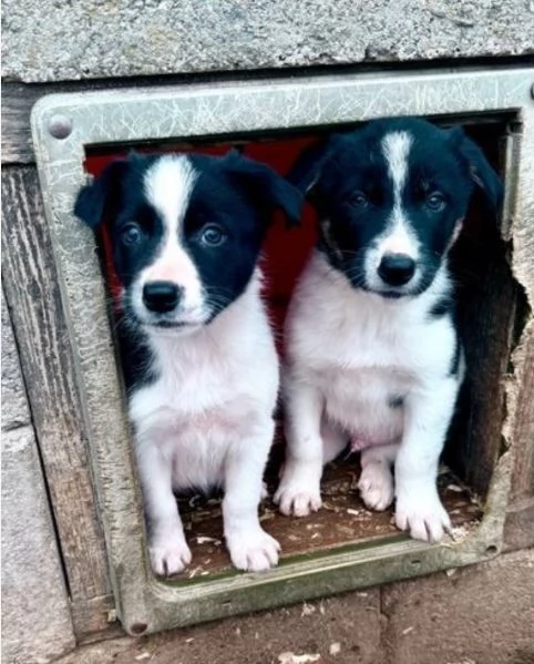 Bellissimo Border Collie di razza pura ALLEVATI CON AMORE per adozione | Foto 0