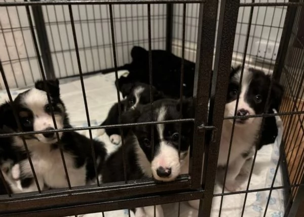 Bellissimo Border Collie di razza pura ALLEVATI CON AMORE per adozione | Foto 1