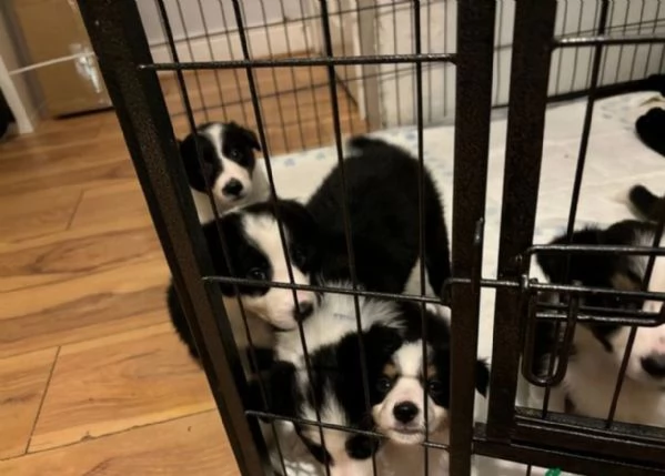 Bellissimo Border Collie di razza pura ALLEVATI CON AMORE per adozione | Foto 0
