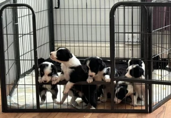 Bellissimo Border Collie di razza pura ALLEVATI CON AMORE per adozione