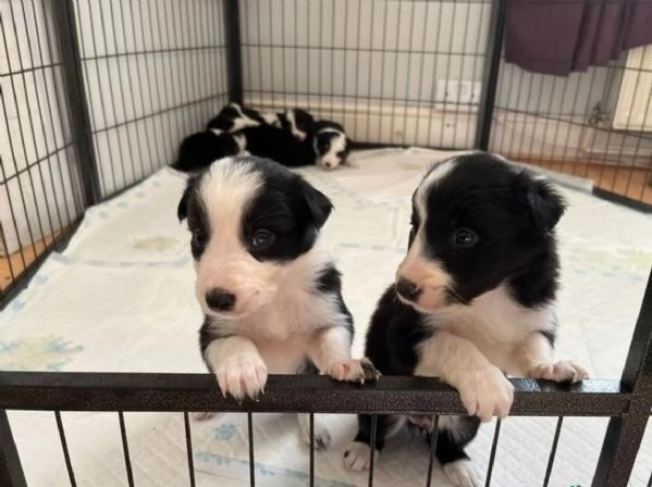 Bellissimo Border Collie di razza pura ALLEVATI CON AMORE per adozione | Foto 3
