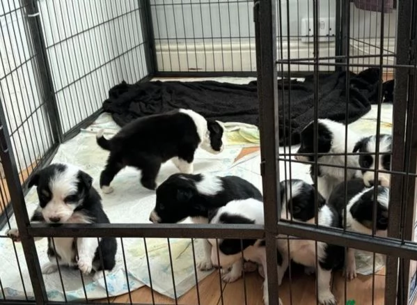 Bellissimo Border Collie di razza pura ALLEVATI CON AMORE per adozione | Foto 1