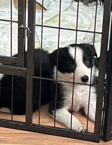 Bellissimo Border Collie di razza pura ALLEVATI CON AMORE per adozione | Foto 0
