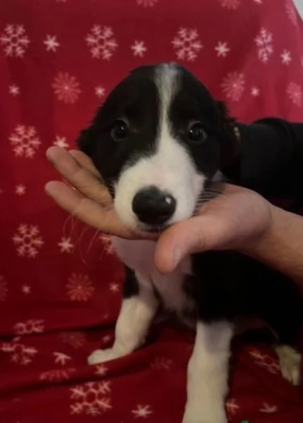 Bellissimo Border Collie di razza pura ALLEVATI CON AMORE per adozione