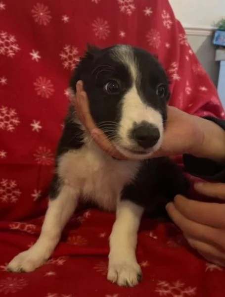 Bellissimo Border Collie di razza pura ALLEVATI CON AMORE per adozione | Foto 4
