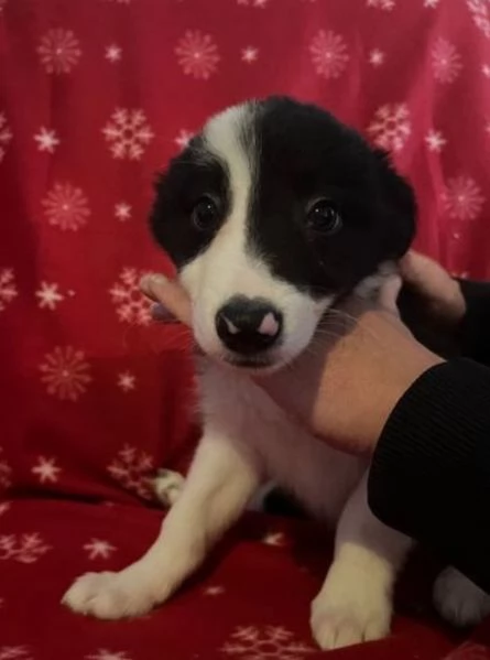 Bellissimo Border Collie di razza pura ALLEVATI CON AMORE per adozione | Foto 3
