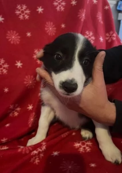 Bellissimo Border Collie di razza pura ALLEVATI CON AMORE per adozione | Foto 0