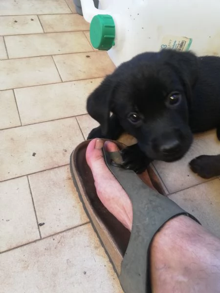 Cucciolata di labrador puri