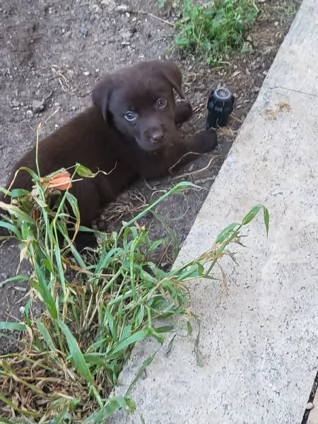 Cucciolata di labrador puri | Foto 5