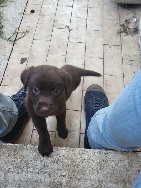 Cucciolata di labrador puri | Foto 4