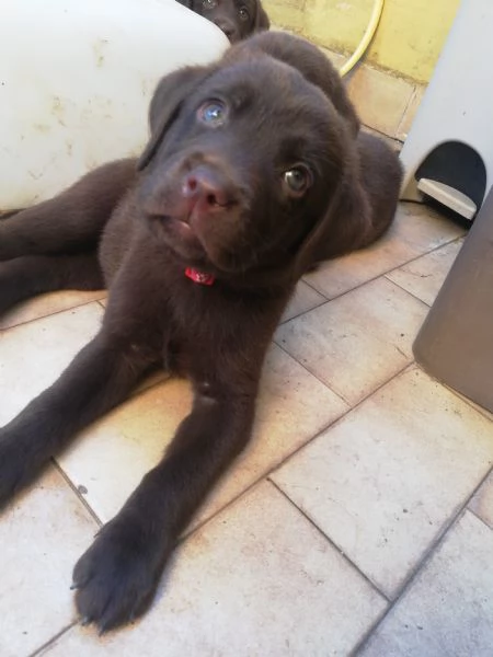 Cucciolata di labrador puri | Foto 3