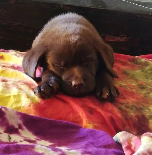 Cucciolata di labrador puri | Foto 2