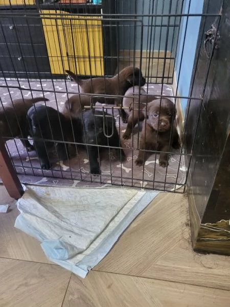 Cucciolata di labrador puri