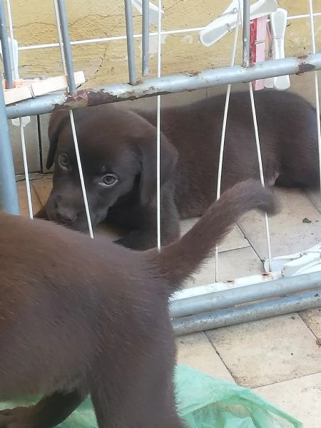 Cucciolata di labrador puri | Foto 1