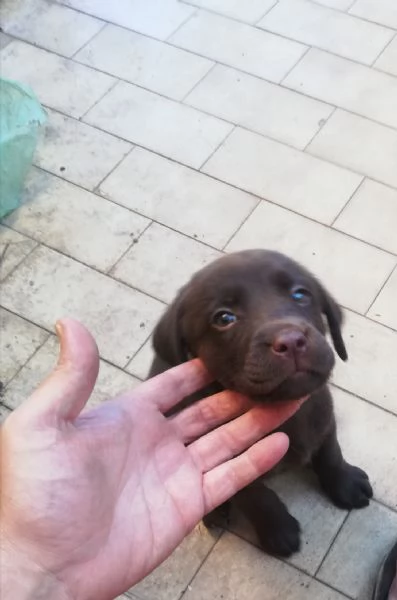 Cucciolata di labrador puri | Foto 0