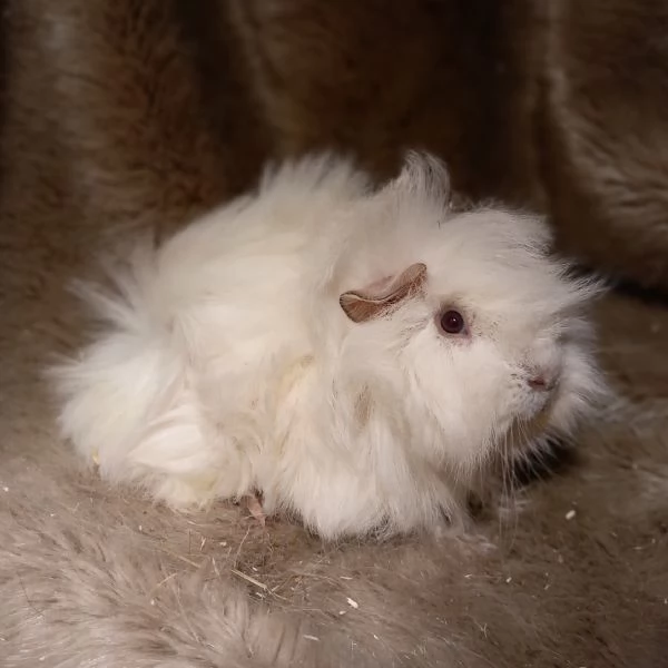 Cuccioli Cavie Peruviane  | Foto 0