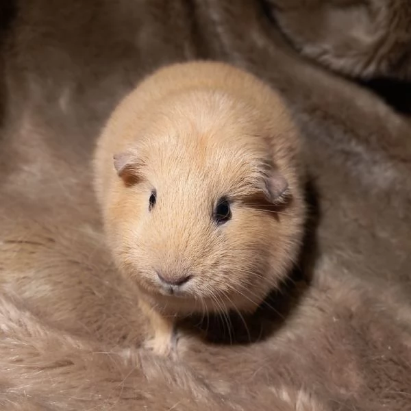 Cavie a pelo corto | Foto 4