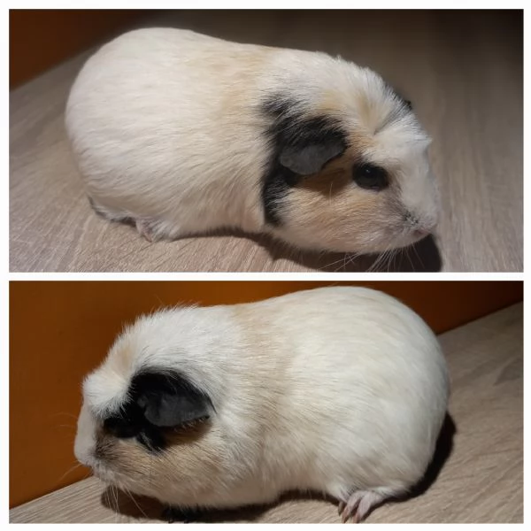 Cavie a pelo corto | Foto 0