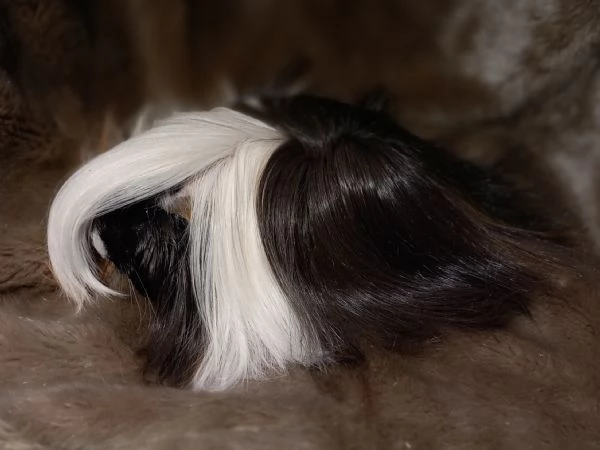 Cavie di razza Peruviana e Lunkarya | Foto 5