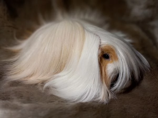 Cavie di razza Peruviana e Lunkarya