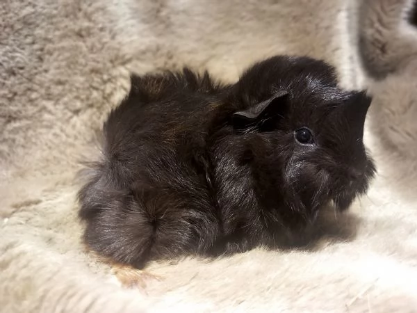 Cavie di razza Peruviana e Lunkarya | Foto 4