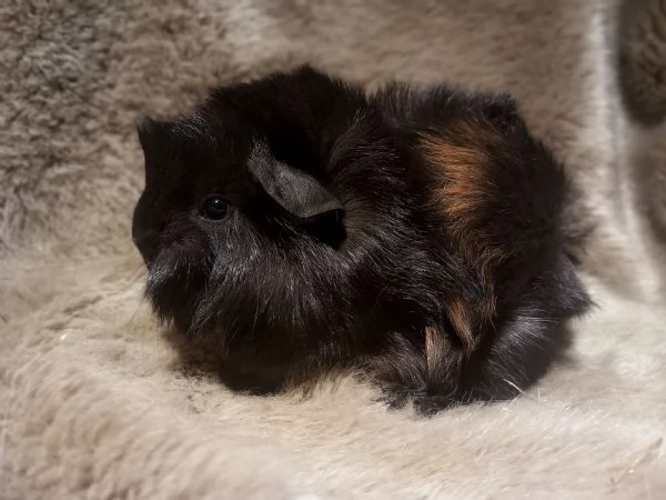 Cavie di razza Peruviana e Lunkarya | Foto 3