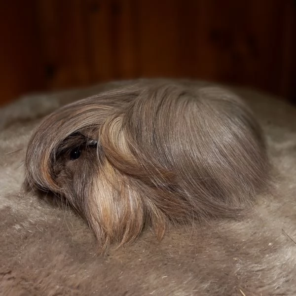 Cavie di razza Peruviana e Lunkarya | Foto 2