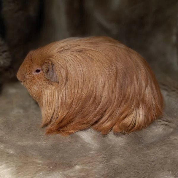 Cavie di razza Peruviana e Lunkarya | Foto 0