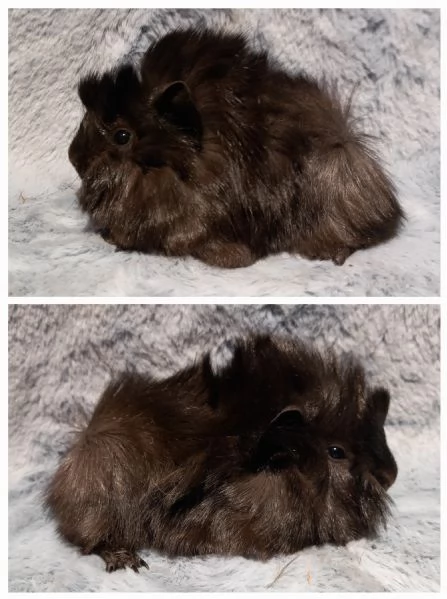 Cuccioli Cavie peruviane e minipli  | Foto 5