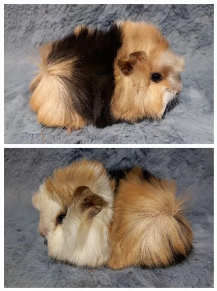 Cuccioli Cavie peruviane e minipli  | Foto 4