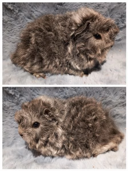 Cuccioli Cavie peruviane e minipli  | Foto 2