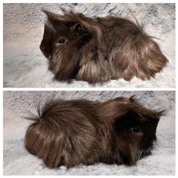 Cuccioli Cavie peruviane e minipli  | Foto 1