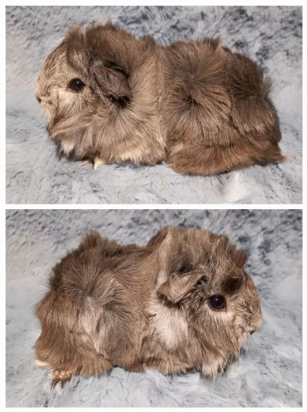 Cuccioli Cavie peruviane e minipli  | Foto 0