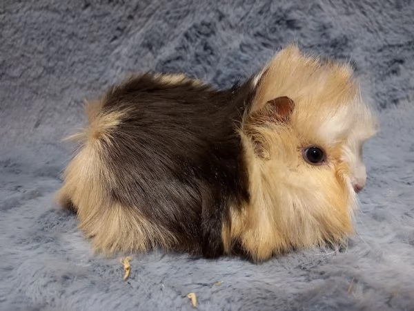 Cuccioli di cavie di razza peruviana sheltie e coronet | Foto 4