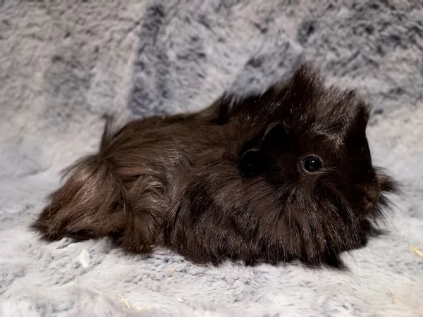 Cuccioli di cavie di razza peruviana sheltie e coronet | Foto 3