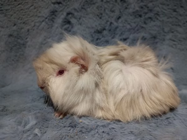 Cuccioli di cavie di razza peruviana sheltie e coronet | Foto 2