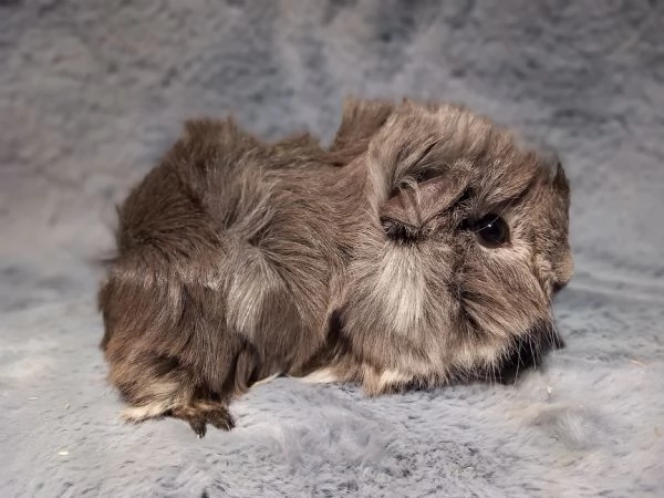 Cuccioli di cavie di razza peruviana sheltie e coronet | Foto 1