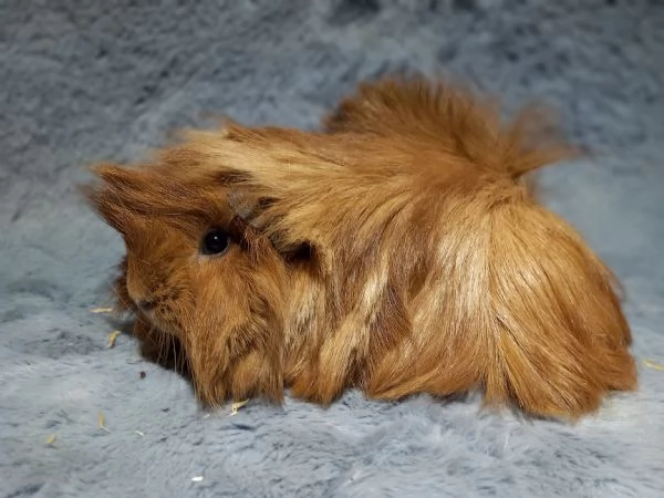 Cuccioli di cavie di razza peruviana sheltie e coronet | Foto 0