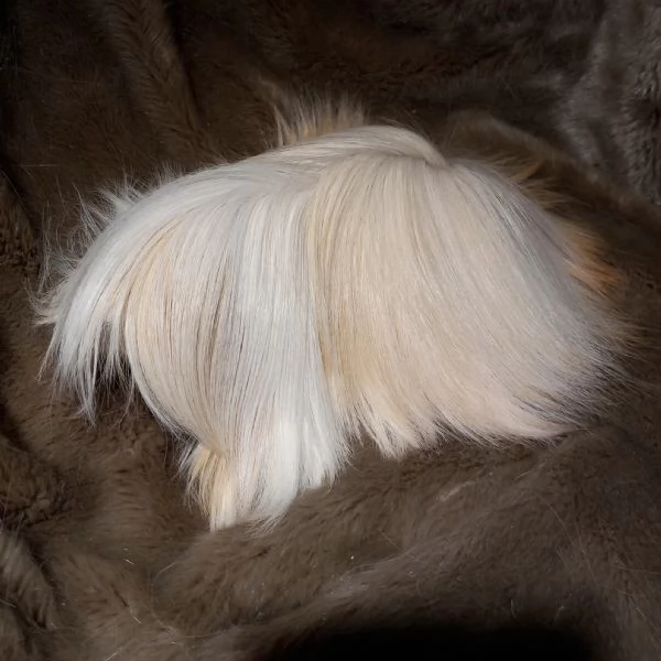 Cuccioli di cavie di razza peruviana sheltie e coronet