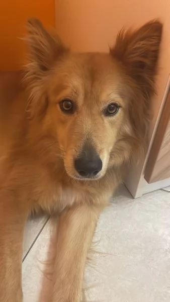 Cane cerca casa | Foto 1